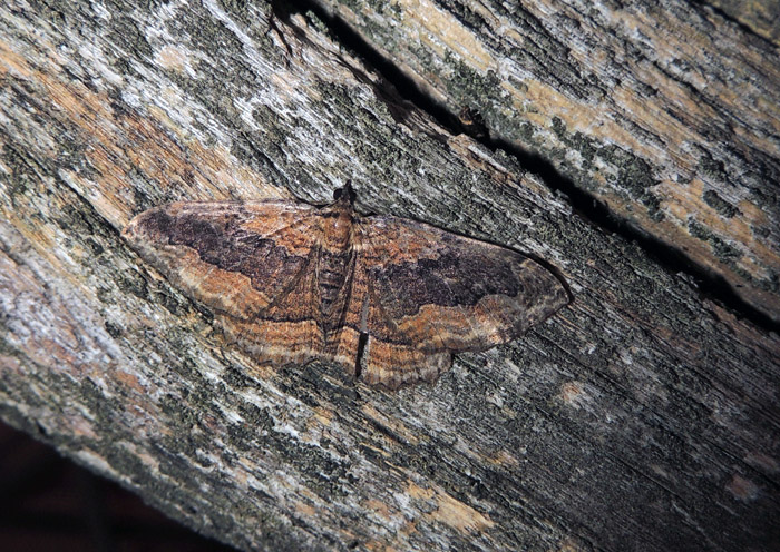 Philereme transversata Geometridae